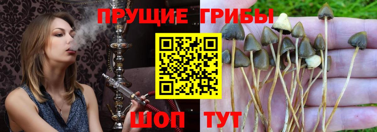 Псилоцибиновые грибы Cubensis Печора